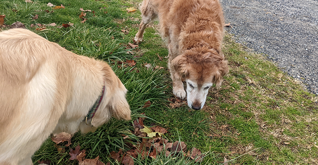 dogs sniffing