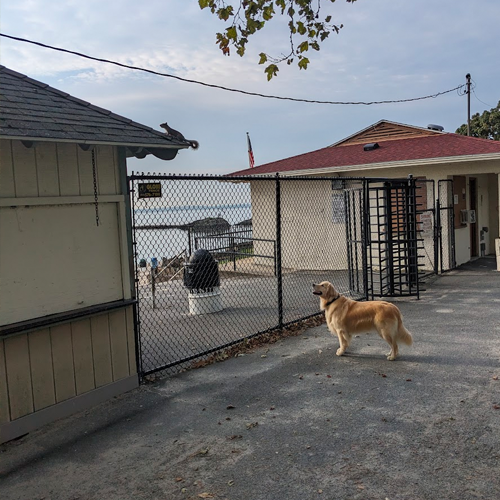 picture of dogs in the shade