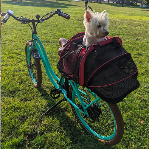 dog looking at c-clamp