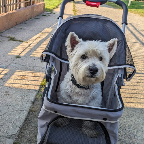 dog looking at c-clamp