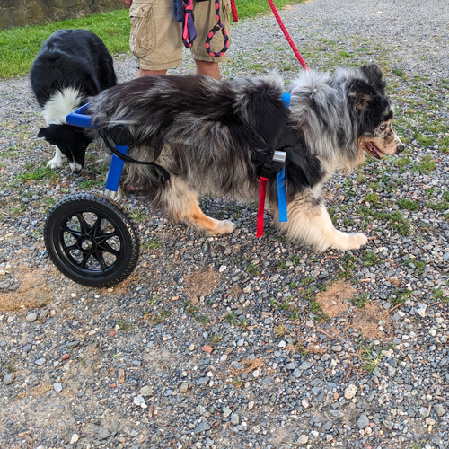 dog looking at c-clamp