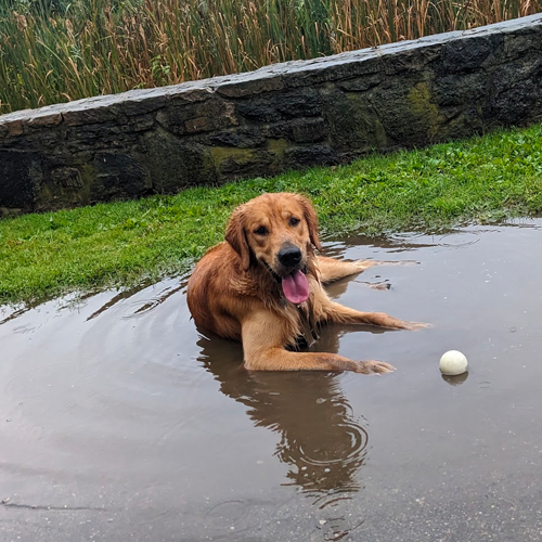 picture of dog in a puddle