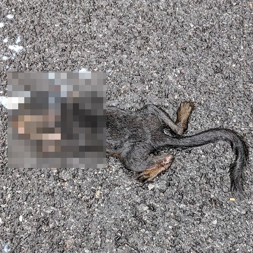 Dead squirrell