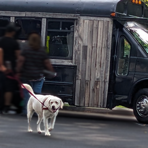 picture of dogs at the food truck festival