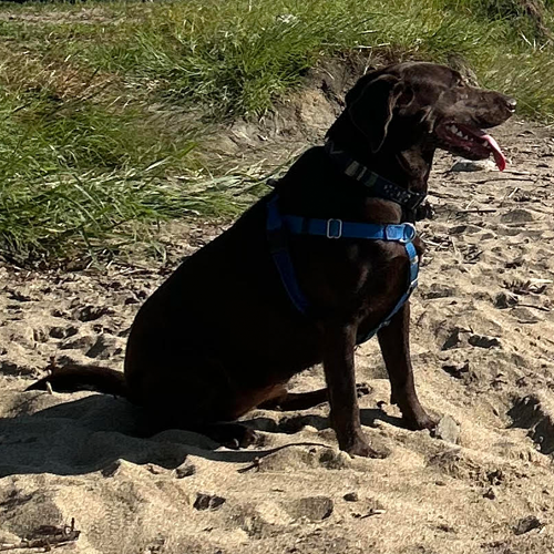 picture of dogs on the beach
