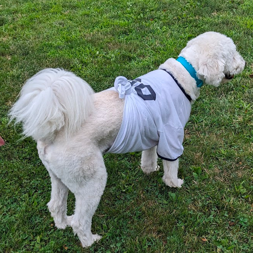 picture of Boone wearing white jersey