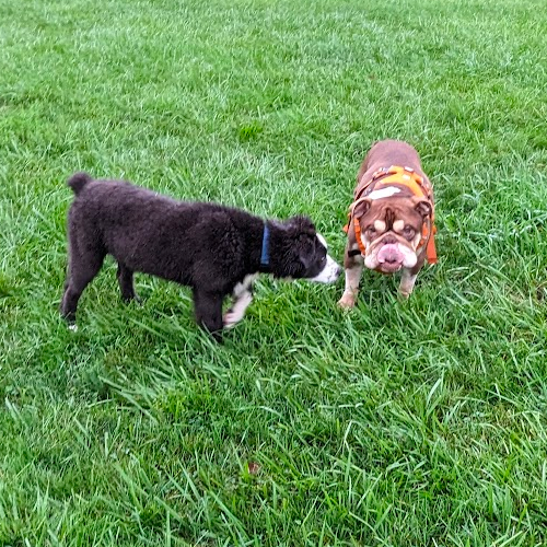 Winnie meets Chowder