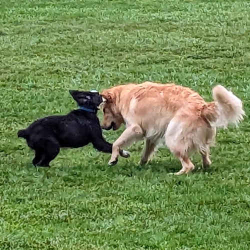 picture of Penny keeping ball away from Chowder