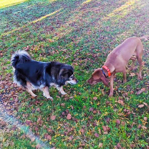 picture of two dogs