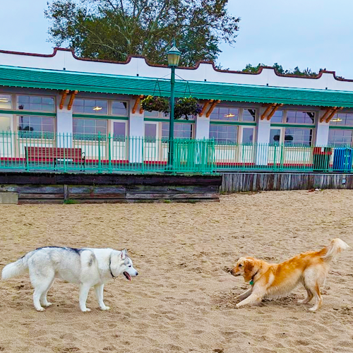 picture of two dogs in the sand