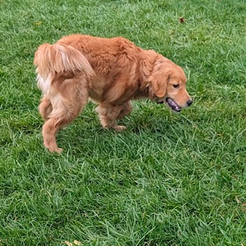 Tillie meets Alfie dogs