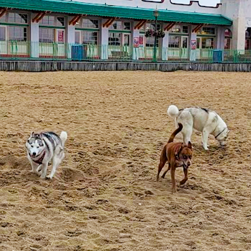 dogs running on the beach!