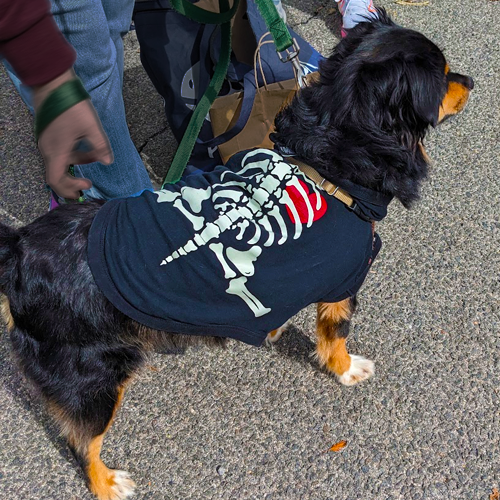 dog wearing skeleton shirt