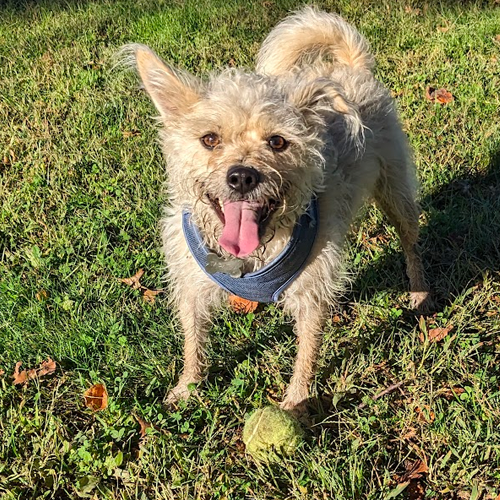 picture of dog standing behind ball