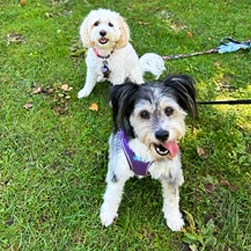 Tillie meets Alfie dogs