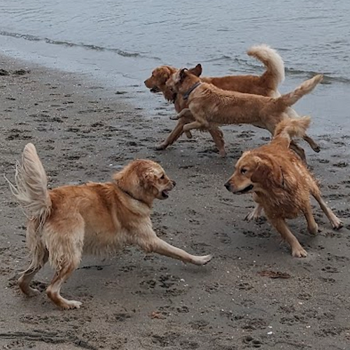picture of dogs playing in the sand