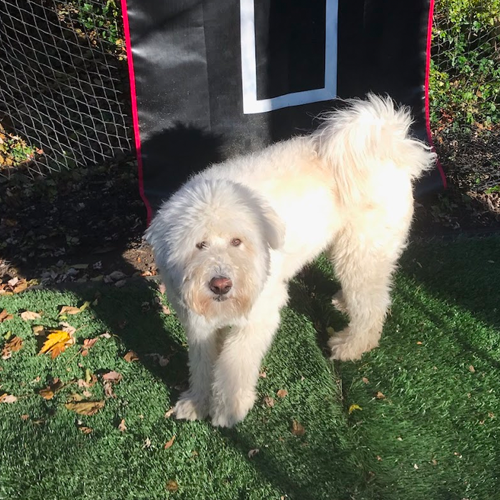 picture of dog in a batting cage