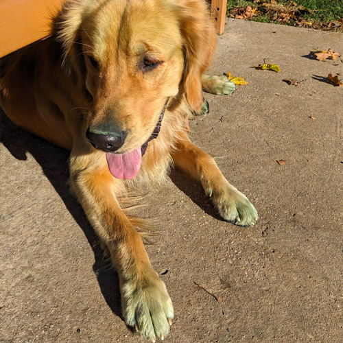 picture of dog with green paws