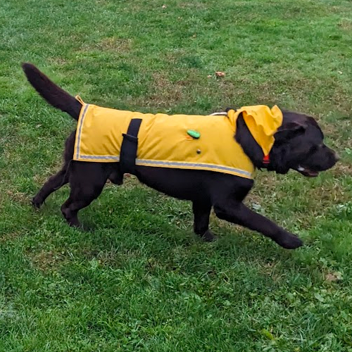 dog wearing yellow jacket