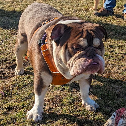 picture of dog with green paws