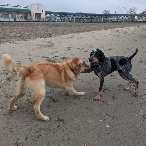 picture of dogs playing in the sand