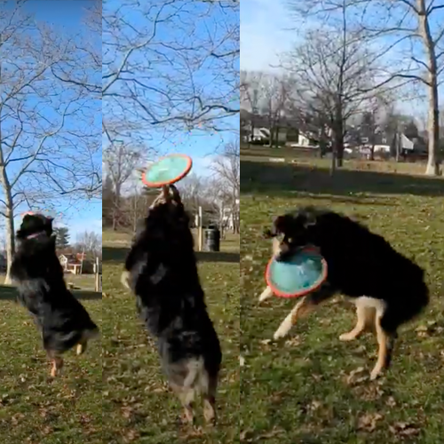 picture of dog standing behind ball