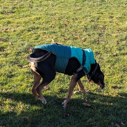 dog wearing yellow jacket
