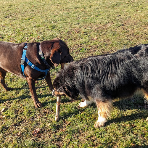 picture of two dogs holding a stick in their teeth