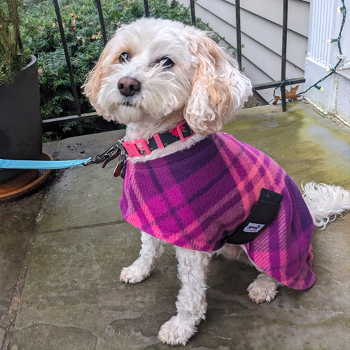 dog wearing a bright sweater