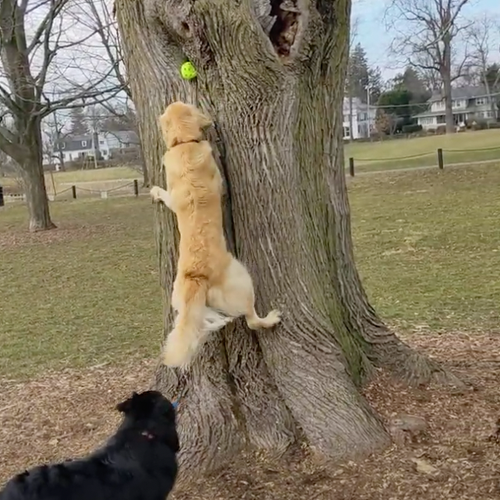 picture of two dogs holding a stick in their teeth