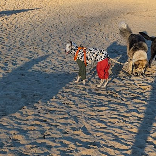 dog wearing a bright sweater