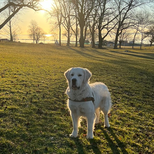 picture of dog alone in a field