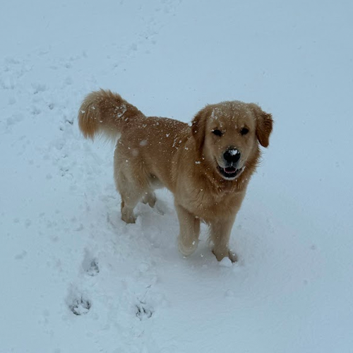 picture of dog digging a hole