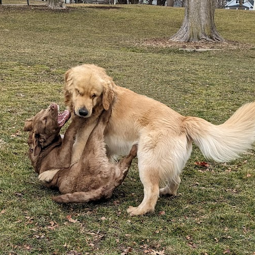 picture of dogs playing on the grass