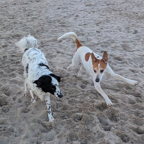 two dogs jogging on the beach