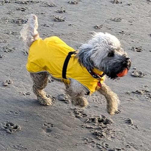 dog wearing a bright sweater