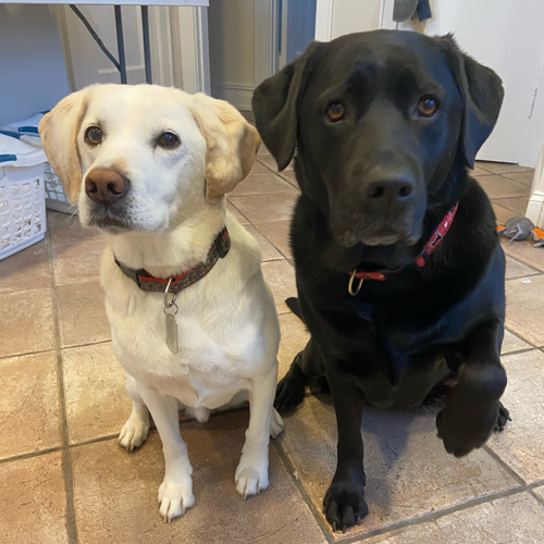 picture of Chester and Junie sitting and looking at the camera