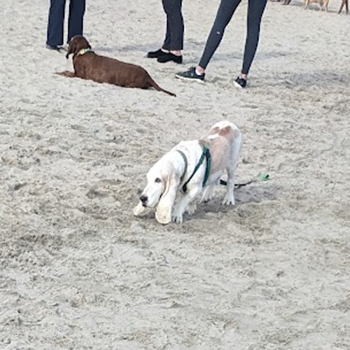 picture of dog digging a hole
