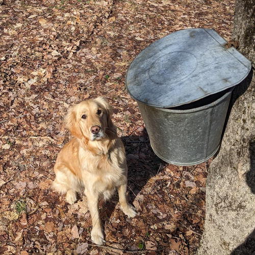 picture of dog alone in a field