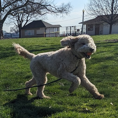 picture of dogs playing on the grass