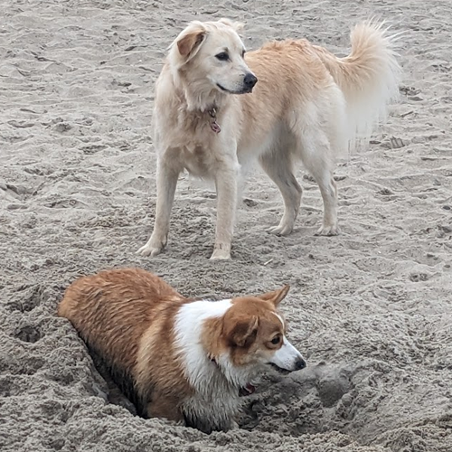 two dogs jogging on the beach