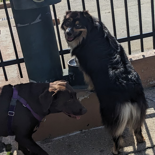 picture of dog digging a hole