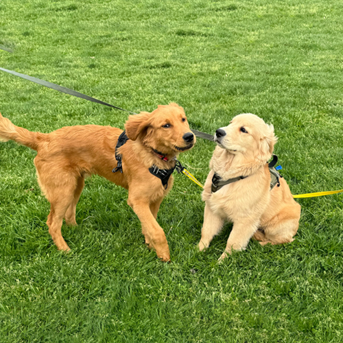 Rooney and Duke