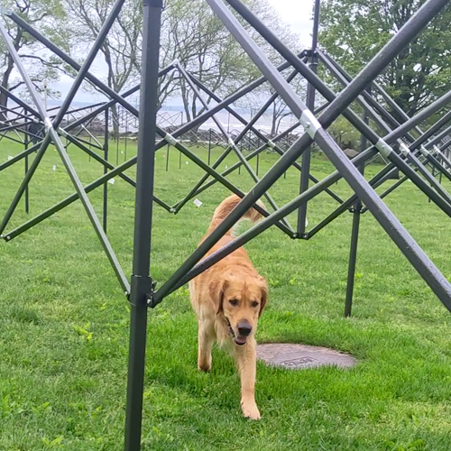 picture of dogs walking under a tent poles