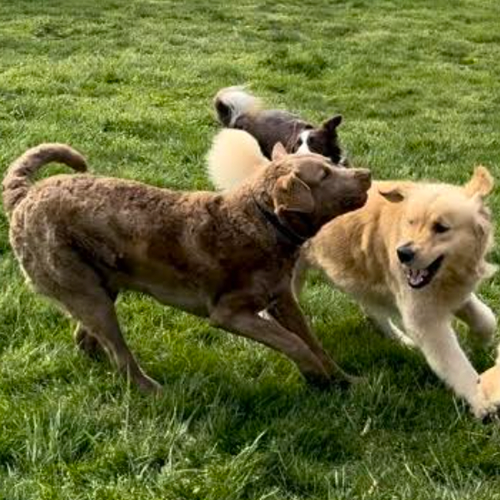 two dogs playing