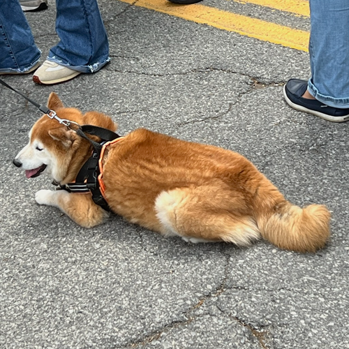 picture of dog digging a hole