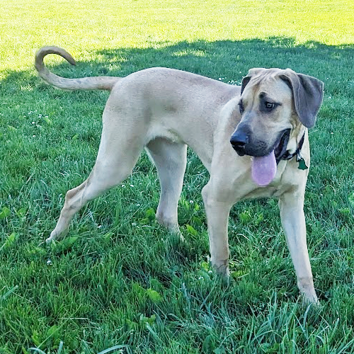 Picture of big dog