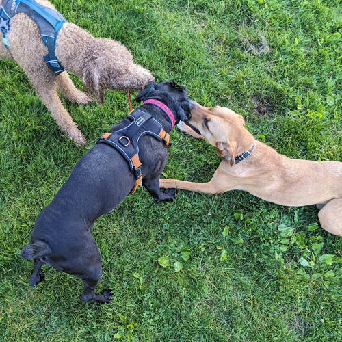 three dogs wrestling with a toy