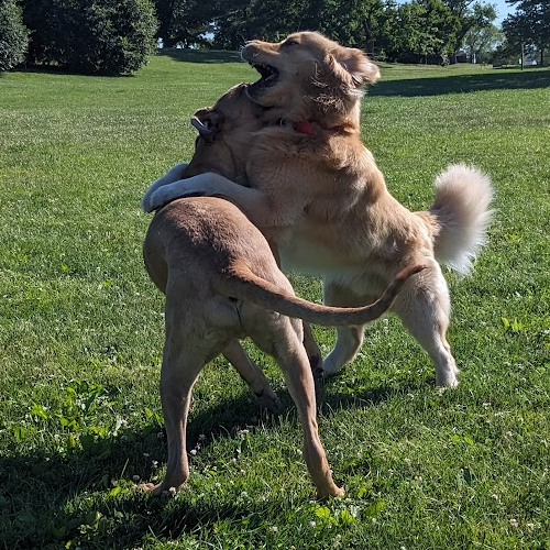 two dogs playing