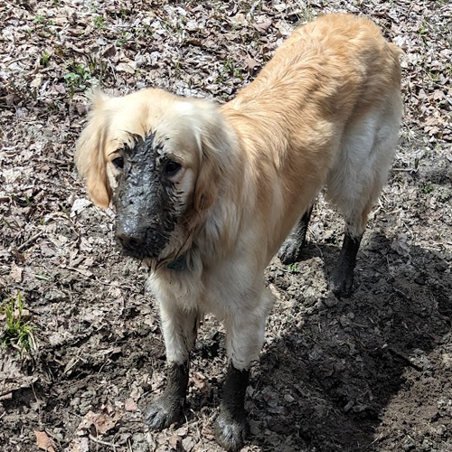 dog with mud on face and paws